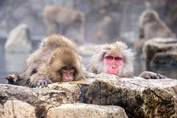 Naklejka premium Japanese Snow Monkey japanese snow monkeys playing in hot springs in winter.
