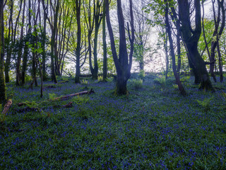 Bluebells at Constantine woods Bosahan cornwall uk 