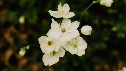 Wild flower in a forest in northern Spain