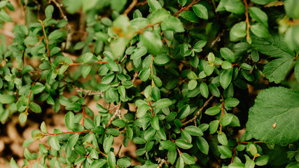 Wild plants in a forest in northern Spain