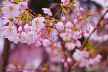 Pink Sakura or Cherry Blossom Tunnel and Moat of Hirosaki Castle in Aomori, Japan - 日本 青森 弘前城 外濠 桜のトンネル	