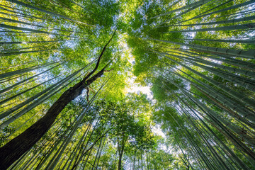 Beautiful llandscape of Bamboo forest at Arashiyama Looking up to sky, Kyoto, Japan nature. Sagano...