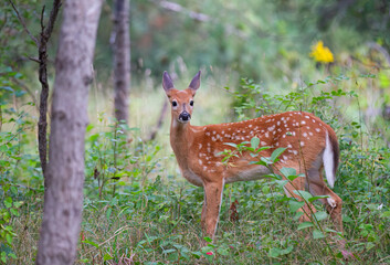 White-tailed deer fawn in the tall grass in the early summer in Canada