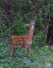 White-tailed deer fawn foraging in the forest in Canada