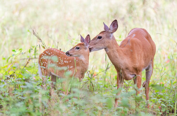 White-tailed deer fawn and doe share a tender moment in the forest in Ottawa, Canada