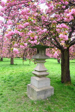 Hanami f&ecirc;te des cerisiers au parc de Sceaux