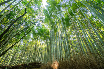 Beautiful llandscape of Bamboo forest at Arashiyama Looking up to sky, Kyoto, Japan nature. Sagano Bamboo Grove of Arashiyama.