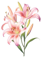 Fototapeta premium PNG Flower lily blossom drawing.