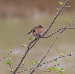 A finch sits on a branch of a tree with young green leaves
