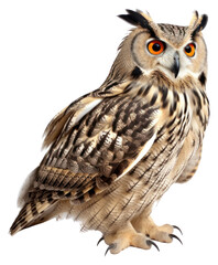 Fototapeta premium PNG Eagle owl animal bird beak.