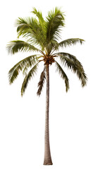 PNG Plant tree tranquility arecaceae.