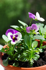 Viola tricolor. Violet tricolor is an annual or biennial terrestrial herbaceous plant.