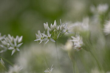 Wild bear garlic with flower in the forest (Allium ursinum)