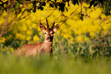 Young roebuck at the rapeseed field in spring