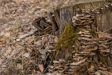 An old tree stump with bracket fungi, old dry foliage on the ground in the forest, copy space left