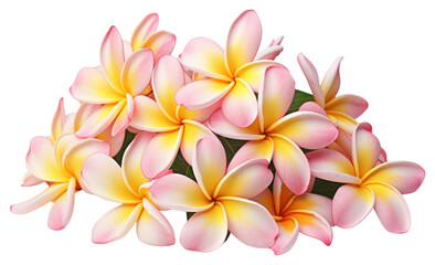 PNG Flower accessories accessory blossom.