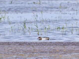 Knäkente (Spatula querquedula) am Zicksee