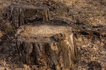 Two old tree stumps on the ground covered with old foliage on sunny day.