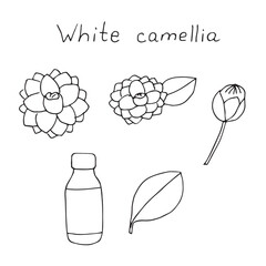 White camellia set vector illustration, hand drawn doodles