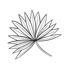 illustration of palm leaf