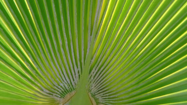 tropical leaf African Sabal fan palm gracefully sways in wind close-up, natural beauty tropics, tropical atmosphere in advertising travel agencies, hotels, airlines, food and beverages