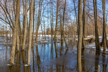 Obraz premium The forest is dominated by tall, bare trees with smooth, gray bark, suggesting that it might be late winter or early spring. The ground is covered with a thin layer of snow