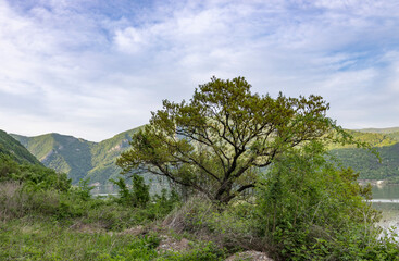 serene moment in nature, featuring a robust tree with lush green leaves as the focal point. The tree stands on the edge of a body of water, with mountains and hills forming a picturesque backdrop.