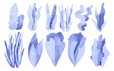 Set of blue algae. Hand drawn illustration of the underwater world on an isolated background. Seaweed and coral