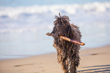 Spanish spaniel on the beach running with a stick in his mouth