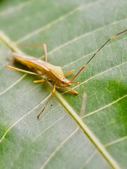 Close Up Photo Of A Bug Perched On A Leaf