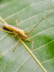 Close Up Photo Of A Bug Perched On A Leaf