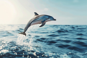 Dolphin jumping from blue pacific ocean