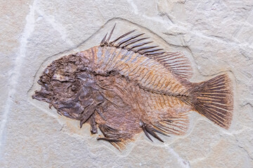 Diplomystus fish fossil from Green River Formation/ USA