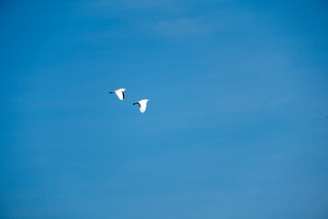 Little egret, Egretta garzetta, single bird in flight