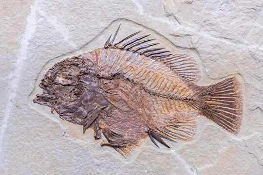 Diplomystus fish fossil from Green River Formation/ USA