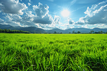 Fototapeta premium sunset A vast of green grass or space wide expanse 