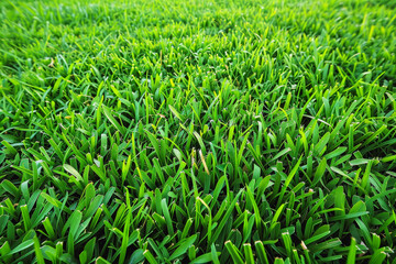 Fototapeta premium sunset A vast of green grass or space wide expanse 