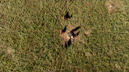 Aerial view of a herd of cows grazing on a vast Alentejo field in Portugal. 