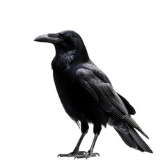 Crow Transparent background PNG