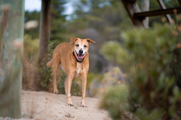 dog in the park