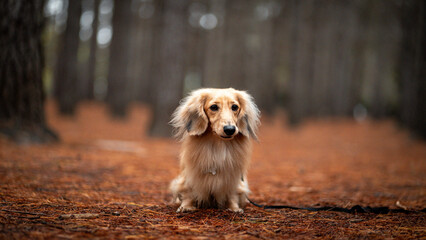 golden retriever running