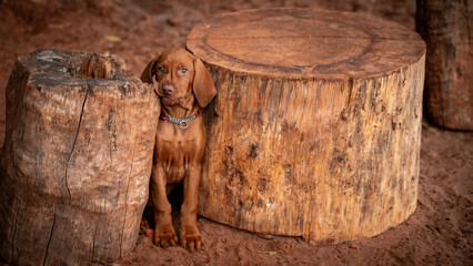 puppy between tree trunks 