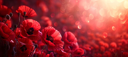 red poppies background, banner