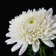 Beautiful white chrysanthemum flower on black background with copy space