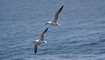 Fototapeta na wymiar A pair of seabirds gliding effortlessly on the oce