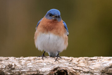 Bluebirds in nesting season
