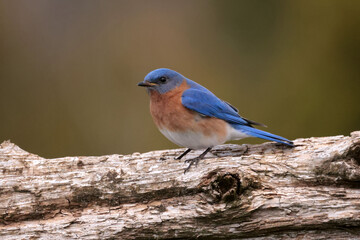 Bluebirds in nesting season