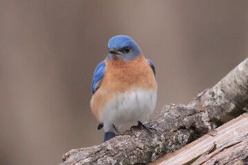 Bluebirds in nesting season