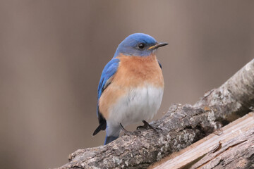 Bluebirds in nesting season