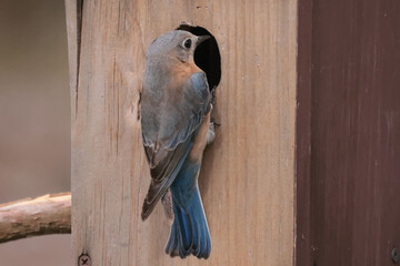 Bluebirds in nesting season